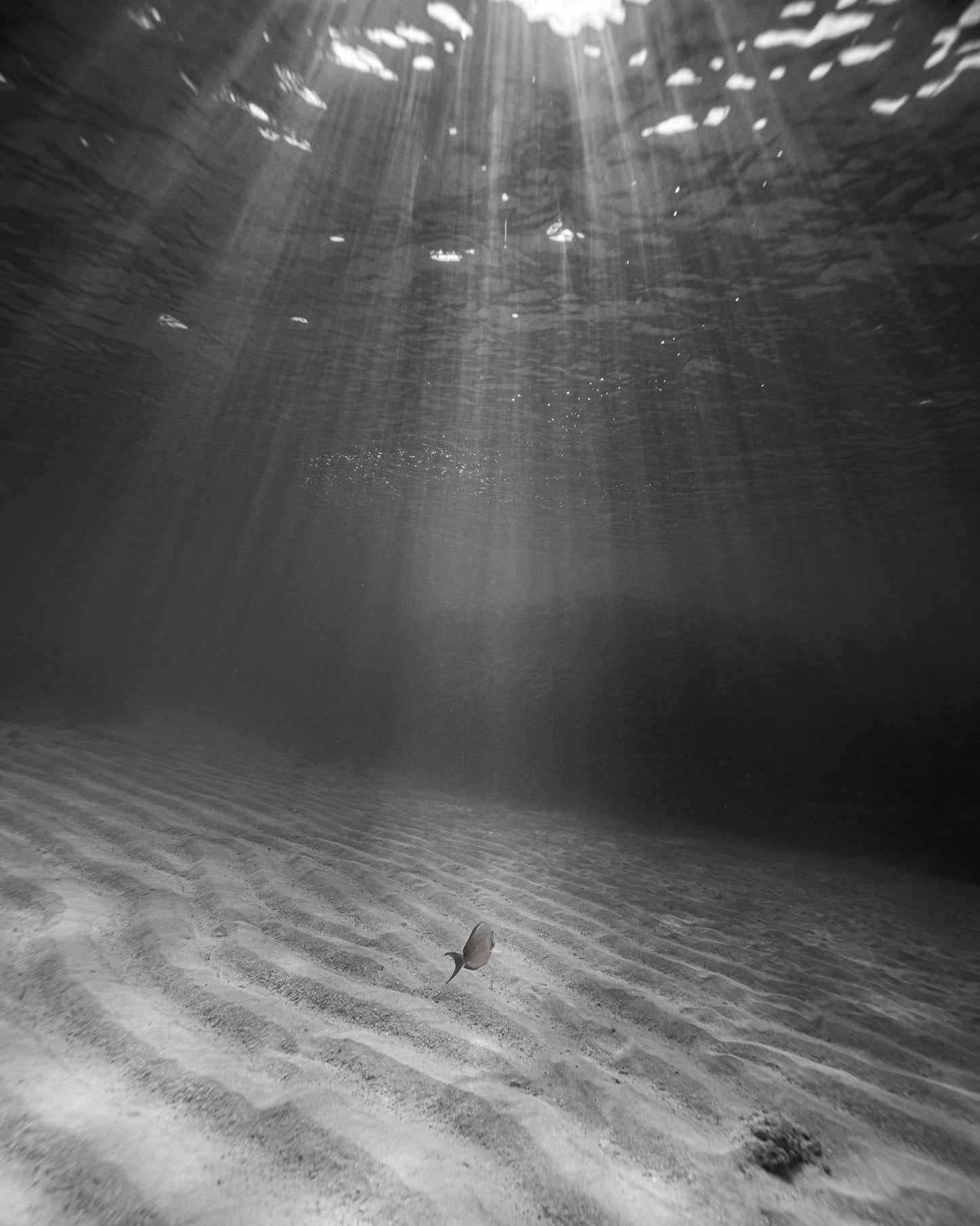 INTO THE LIGHT GICLE'E (monochrome) (8 X 10)