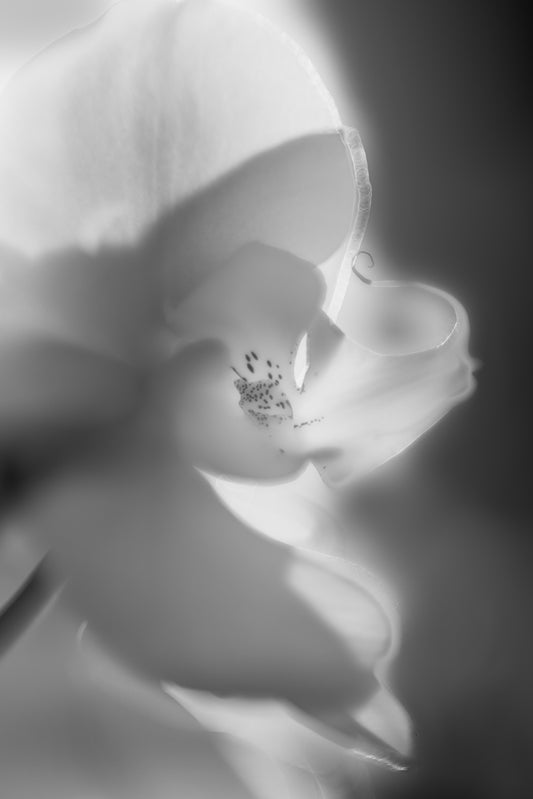 B & W ORCHID 1