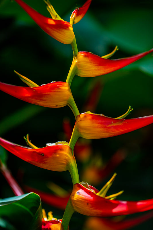 GLOWING HELICONIA