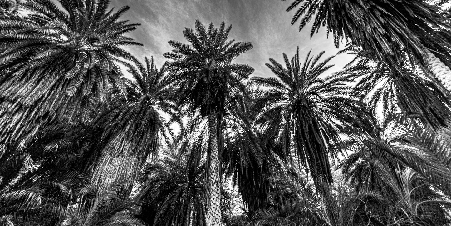 PALMS