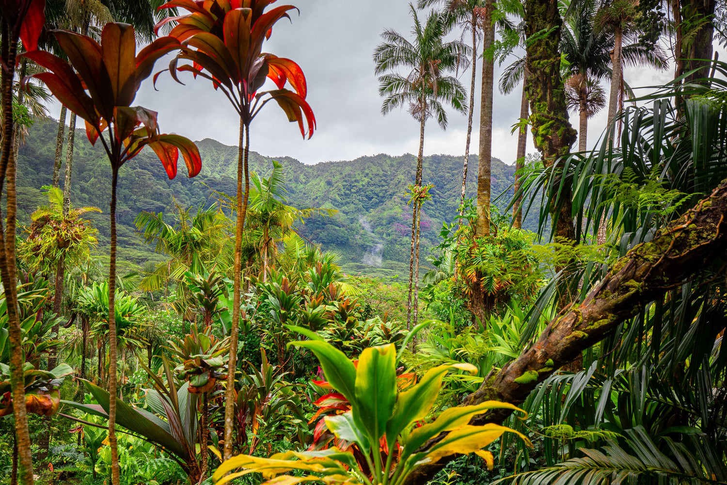 THE JUNGLE