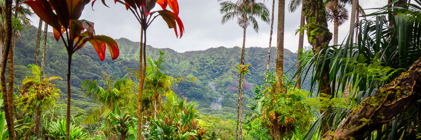 LOST IN PARADISE  (PANORAMIC) 20 X 60