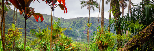 LOST IN PARADISE (PANORAMIC) 20 X 60
