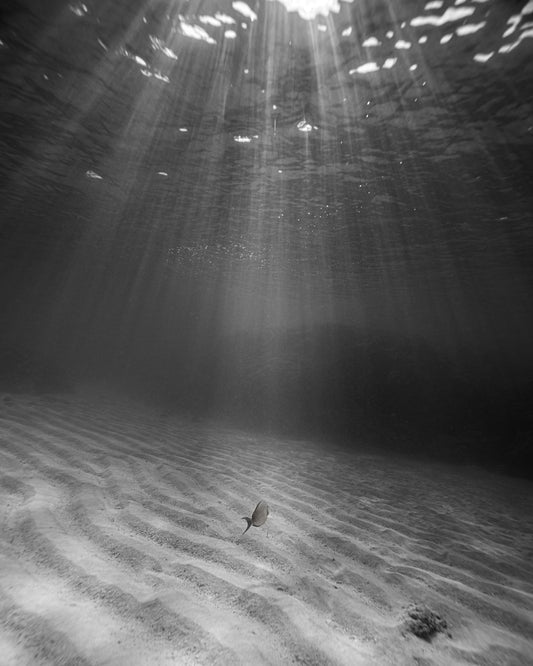 INTO THE LIGHT GICLE'E (monochrome) (8 X 10)