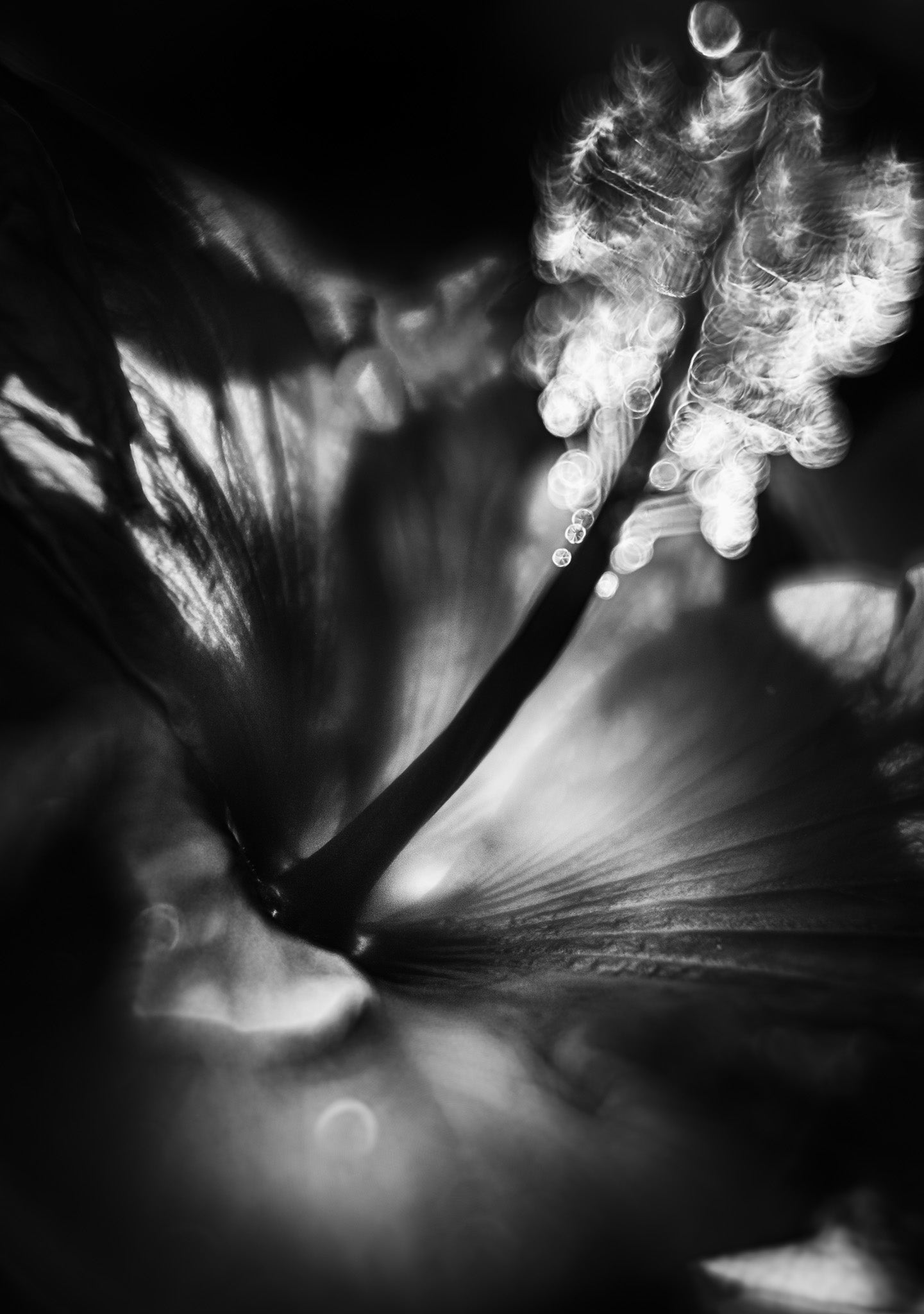 B&W HIBISCUS 1