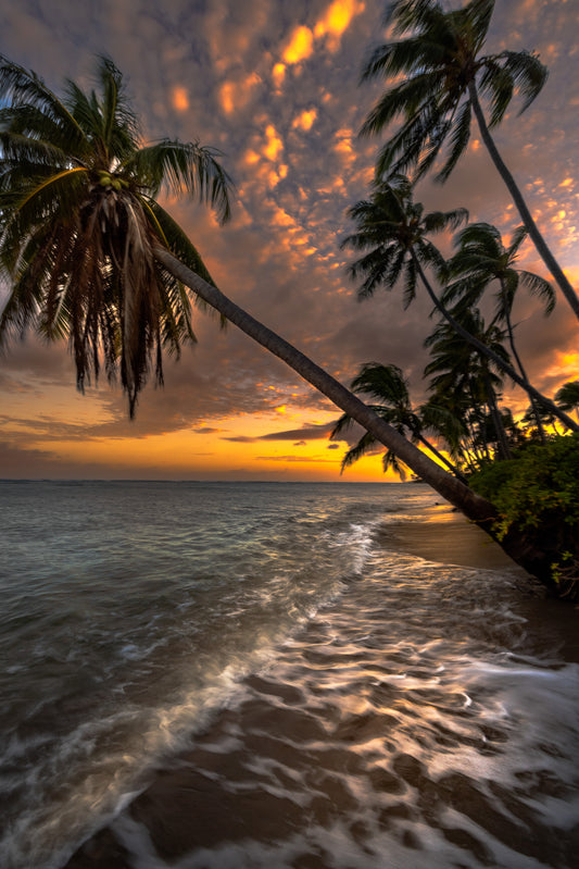 EVENING BLISS