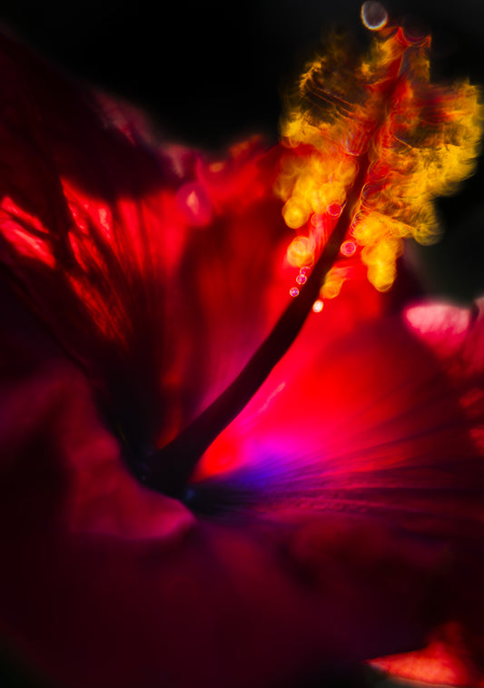 RED HIBISCUS