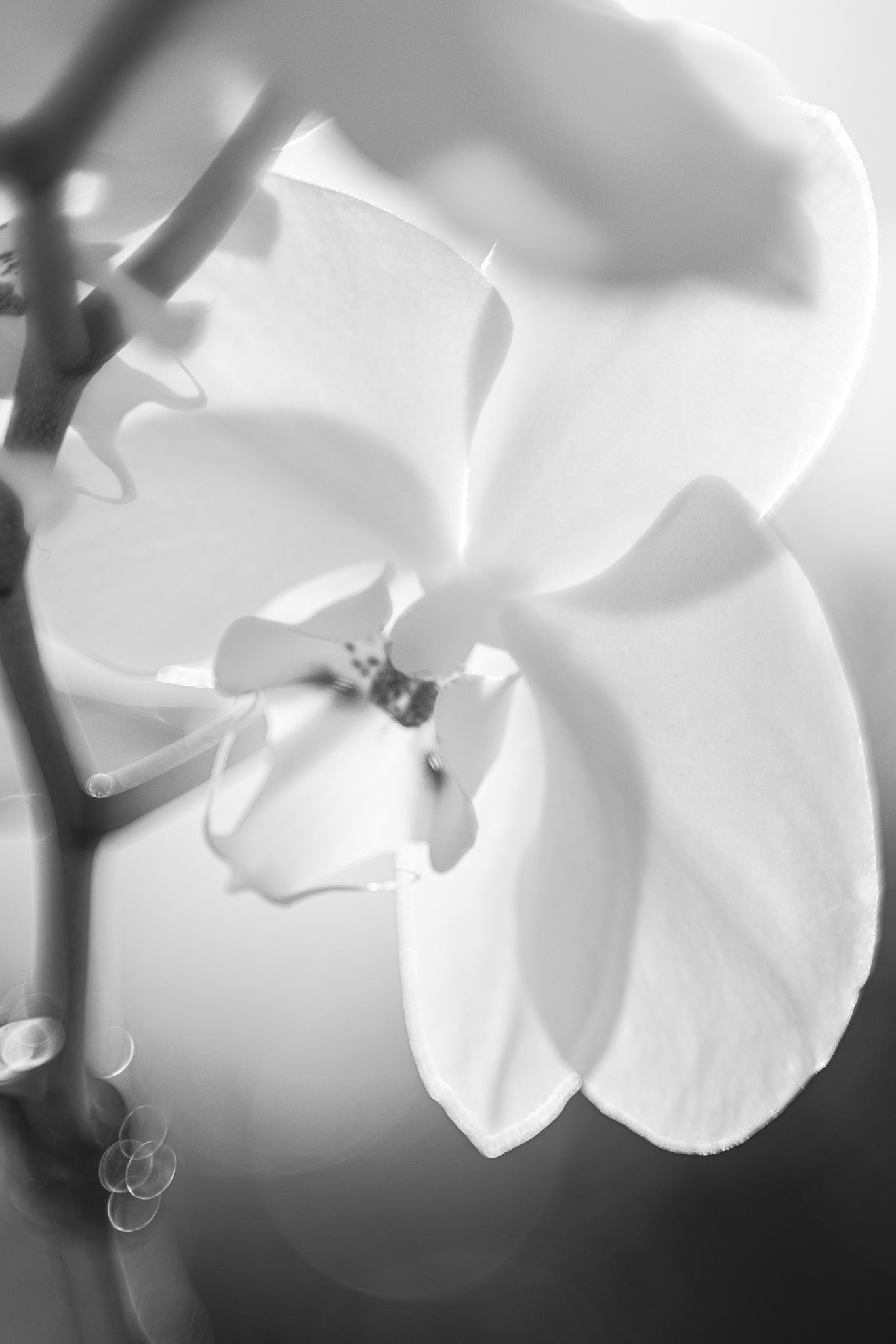 WHITE ORCHID