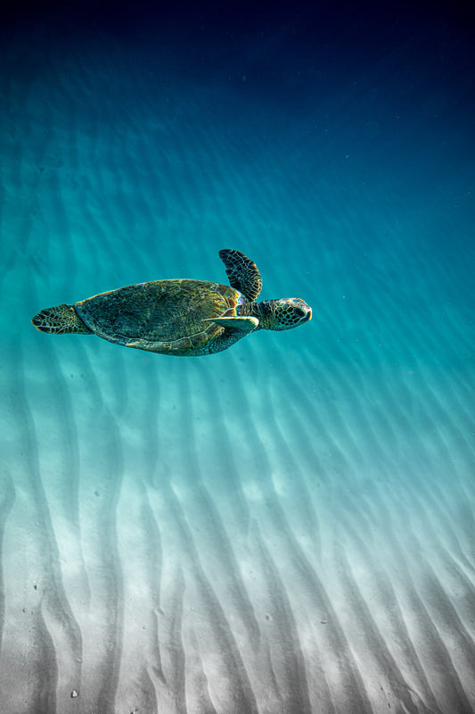 FLYING HONU