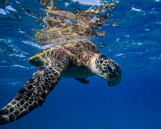 HOVERING HONU B