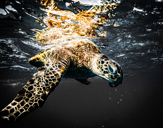 GOLD HONU