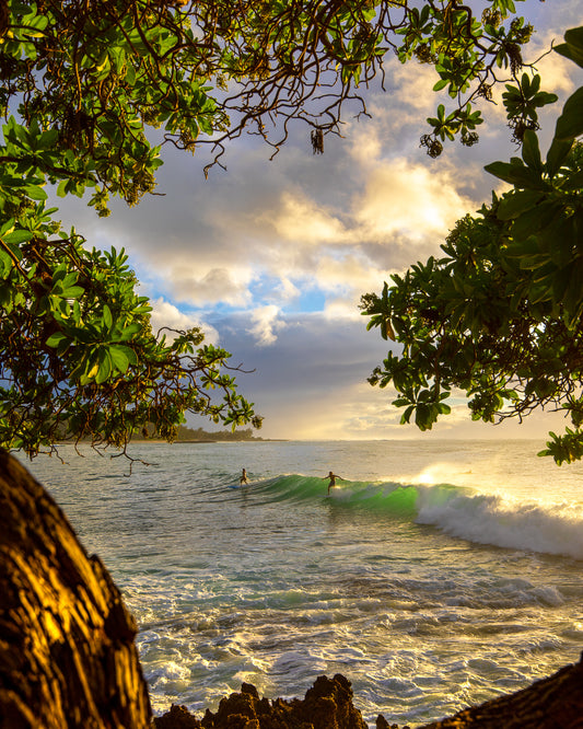 THROUGH THE TREES
