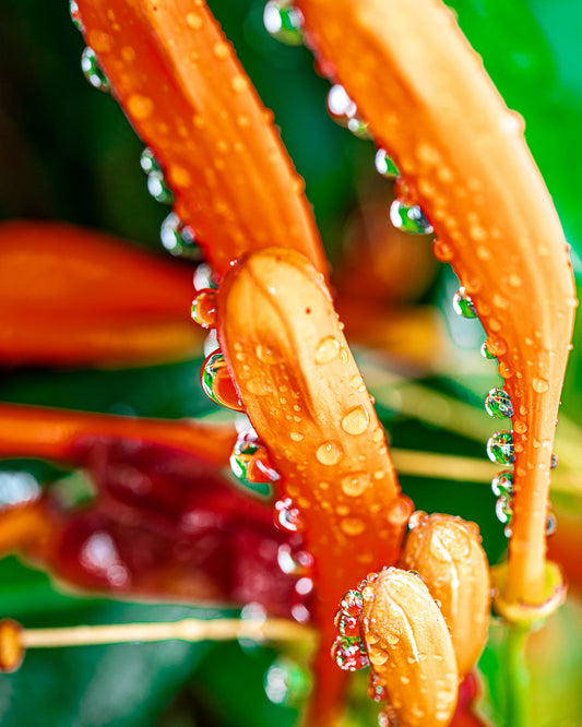 ORANGE TRUMPET