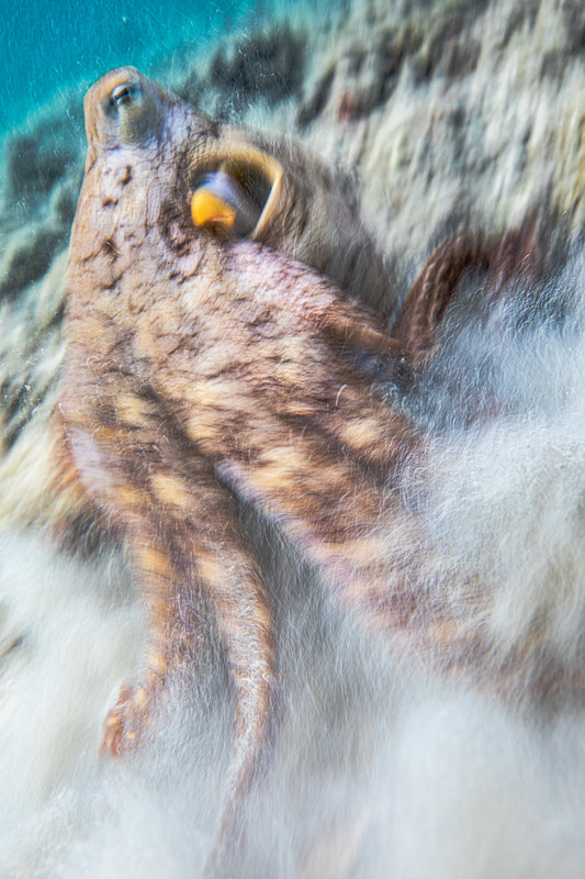 OCTOSTRACT