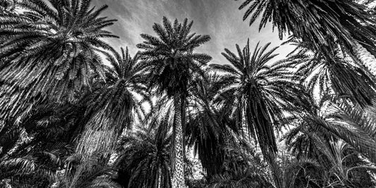 PALMS