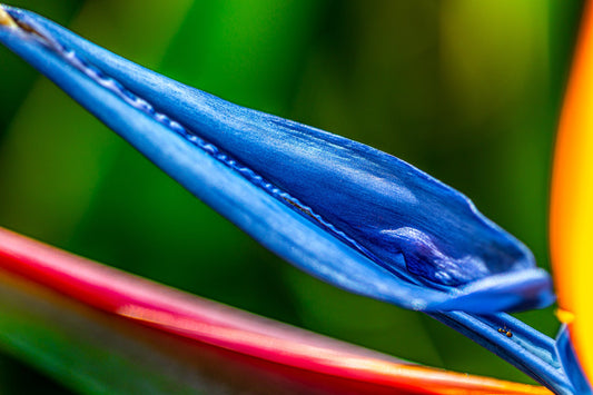 COLORS OF PARADISE H