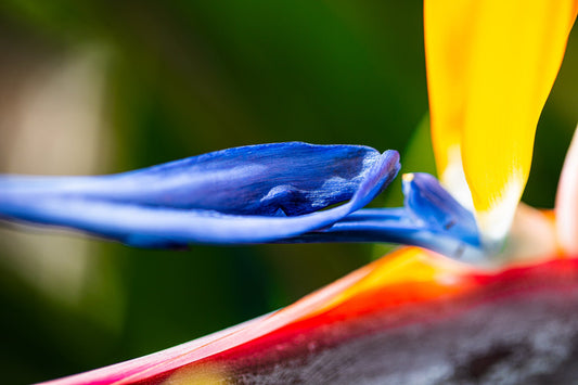 COLORS OF PARADISE V