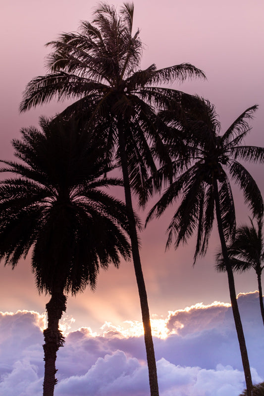 HEAVENLY PALMS