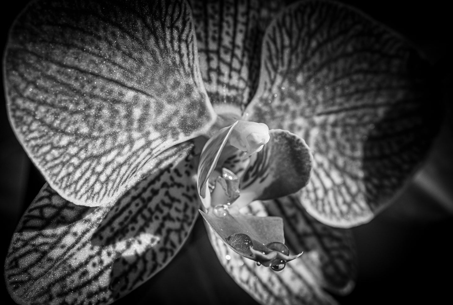 WET ORCHID