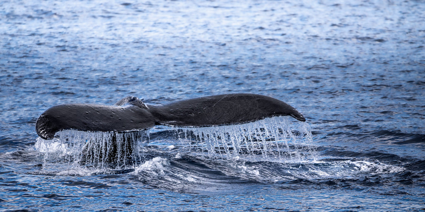 WHALE TAIL